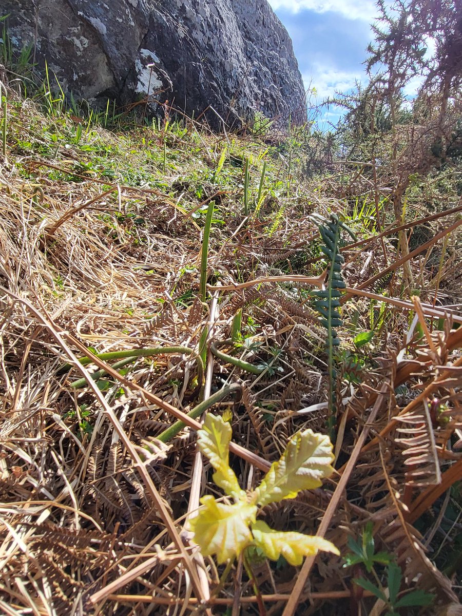 What's going on here? Bracken, whose dominance is due to artificial levels of grazing for prolonged periods, can prevent trees from coming back by shading out + smothering them. So when I find a tree seedling like this baby oak, I cut nearby ferns so it can reach the light.