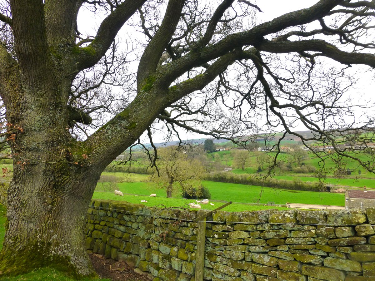 🌳Good morning tree folk, I hope you are well and have a happy day😊#ThicktrunkTuesday #NorthYorkMoors #NorthYorkshire🌳