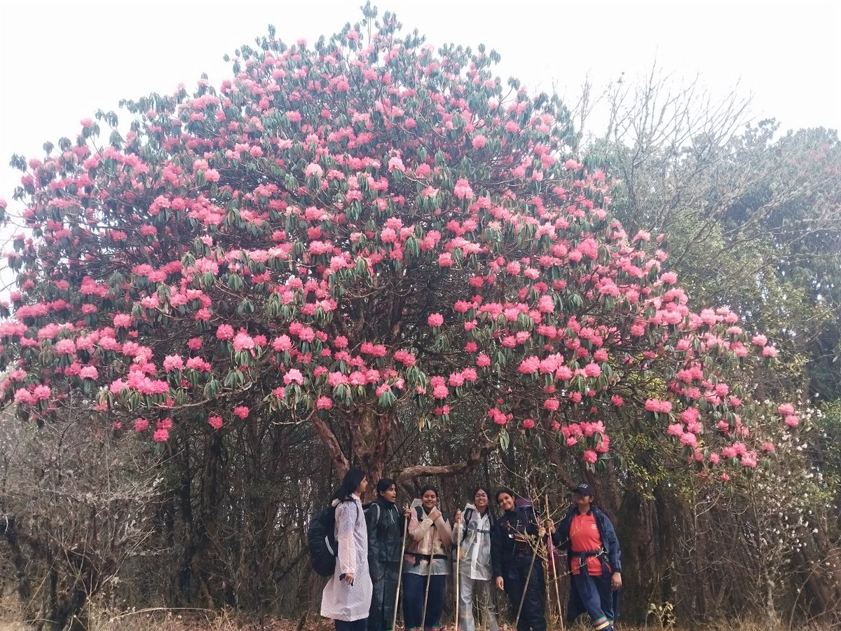 ShSsiliguri's tweet photo. Every Success creates a Culture! The Grade X &amp; XII Girls from Sacred Heart School must be congratulated along with their teachers  for completing an arduous 68 km trek in an altitude of 12,000 ft. 👏🎉🏔️🚶‍♀️
Glory be to Sacred Heart! https://t.co/SfAIZIyTap