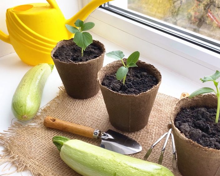 Kick off your squash & gourd planting indoors this April! Sow two seeds per pot, then thin to the strongest seedling. After the last frost, acclimate them outdoors before transferring to well-prepared beds in late May. #GardeningTips #SpringPlanting