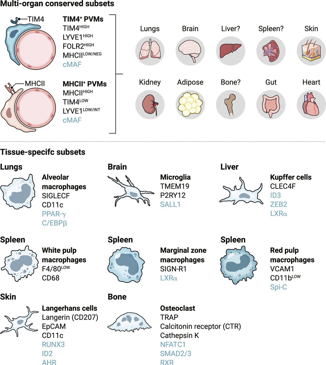 Resident tissue macrophages: Key coordinators of tissue homeostasis beyond immunity

@SciImmunology #immunity #macrophage #MedEd #MedX #Science #biology 

science.org/doi/10.1126/sc…