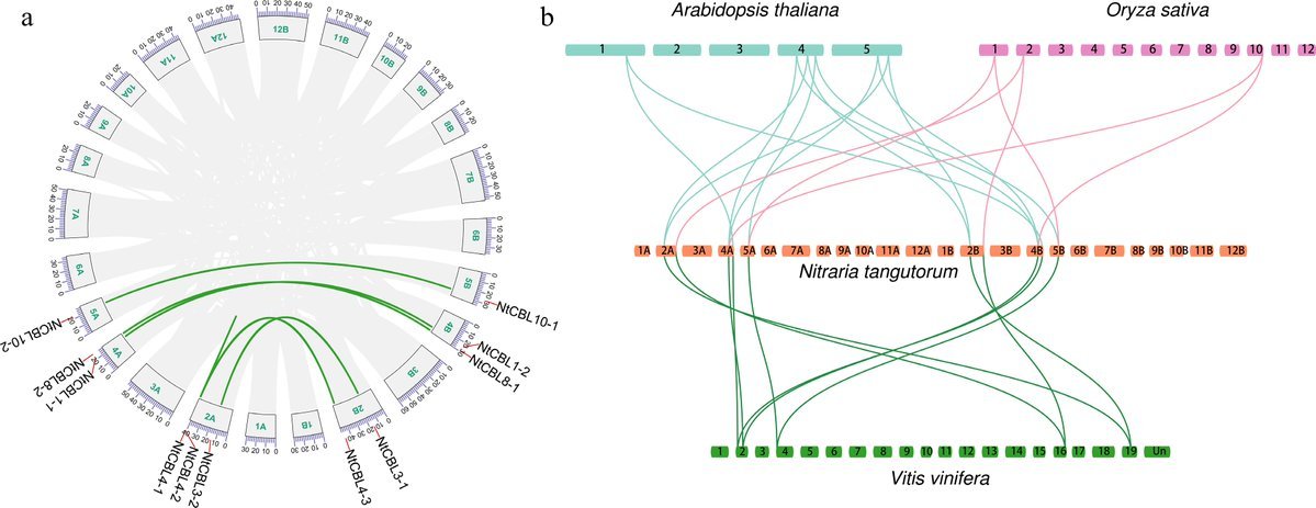 #ForestryRes #DesertAdaptation

Discovering the resilience of Nitraria tangutorum's CBL genes in drought and salt stress. NtCBL1-1 enhances Arabidopsis tolerance, unveiling potential solutions for desert plant adaptation.

@ForestryRes 

Details: maxapress.com/article/doi/10…