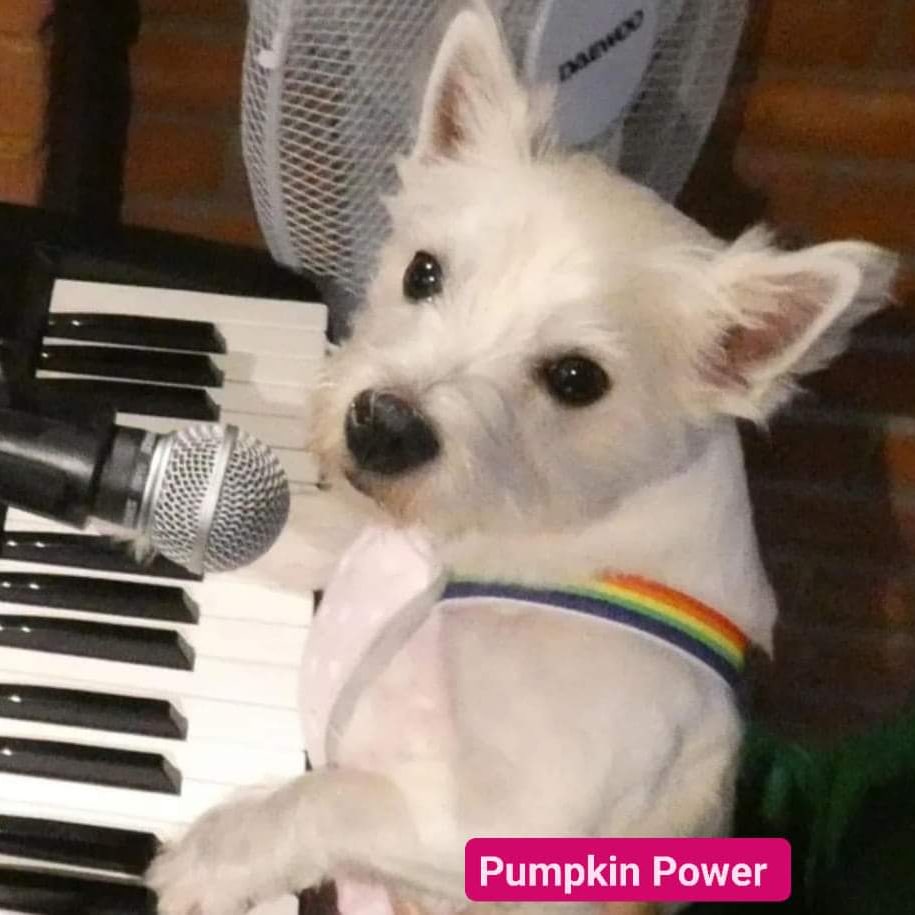 Please download our charity 'Pumpkin Power' single 🎶♿️🎤🎵♥️🐾 Only 99p Download now ⬇️⬇️ amazon.co.uk/music/player/a…