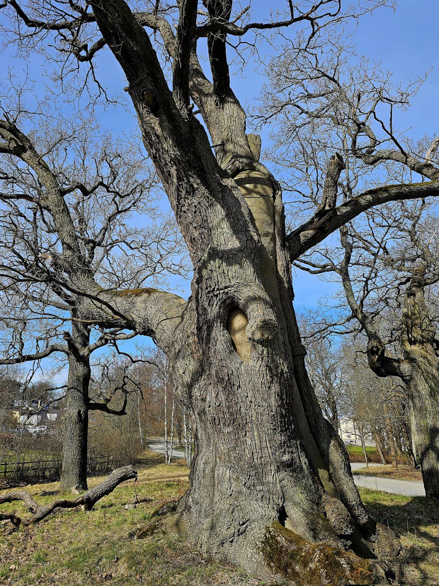 Oak'ay, it's a #thicktrunktuesday #trees #nature