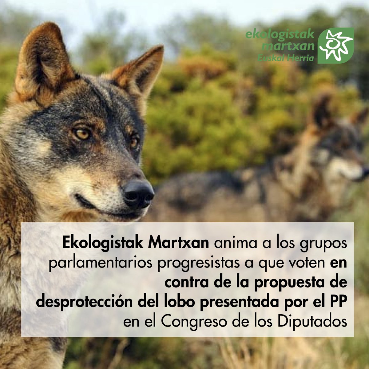 ‼️‼️Ekologistak Martxan anima a los grupos parlamentarios progresistas a que voten en contra de la propuesta de desprotección del lobo 🐺presentada por el PP (@ppopular ) en el Congreso de los Diputados. 📃congreso.es/public_oficial…