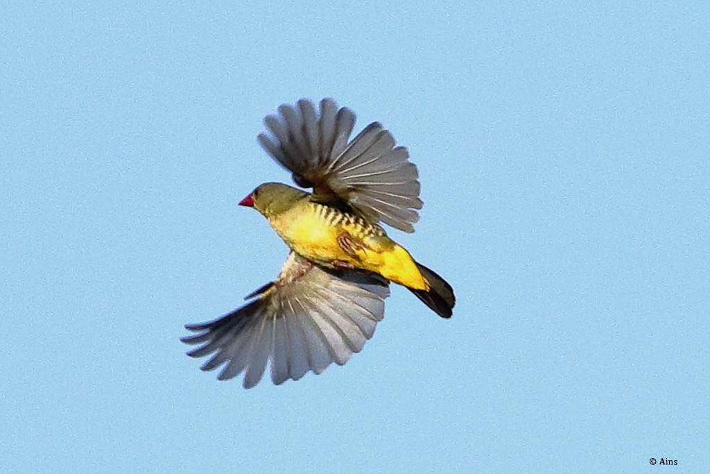 ains's tweet photo. Birding In April Mount Abu https://t.co/FtBGkW9vUP https://t.co/jYEyN75mbJ