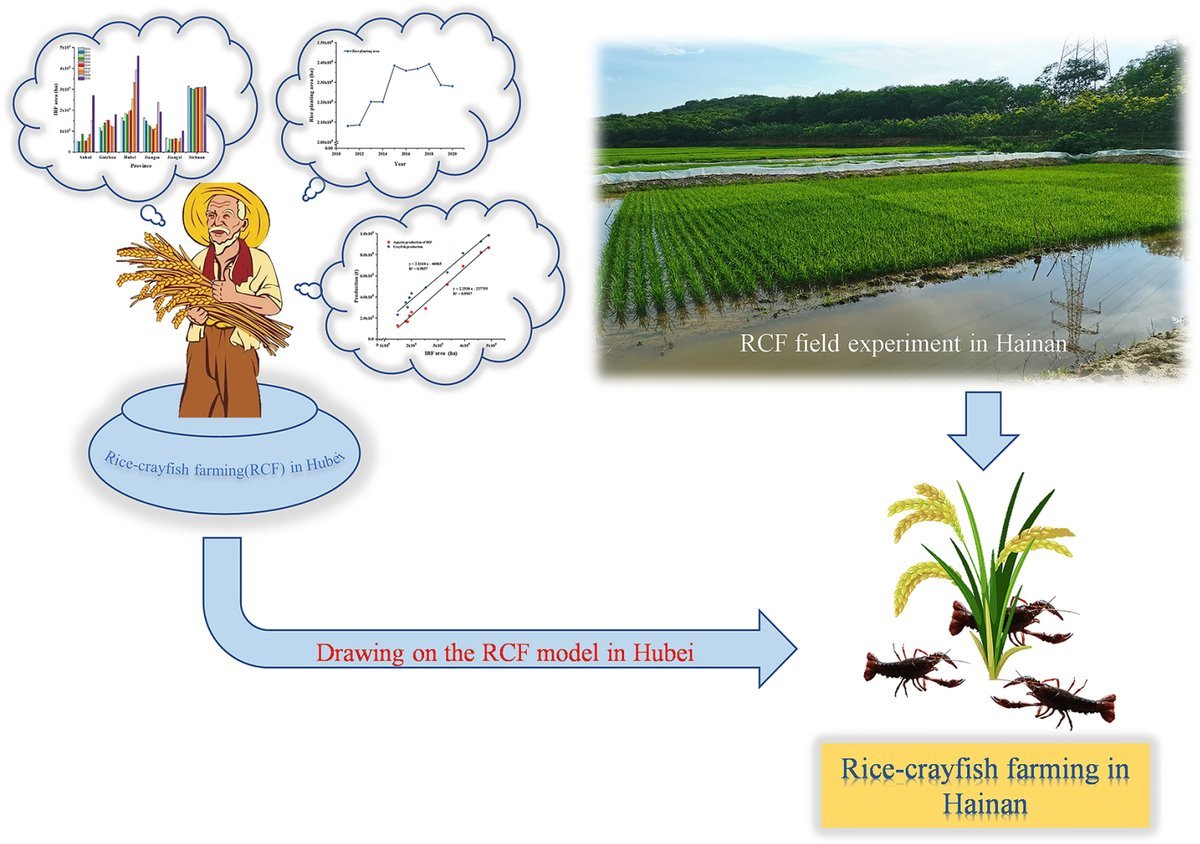 #TropicalPlants

Systematic analysis suggests that developing #rice-#crayfish farming (RCF) in Hainan can increase rice production, reduce fertilizer use, and improve land utilization, based on experiences from Hubei province.

@PlantSciRes 

Details: maxapress.com/article/doi/10…