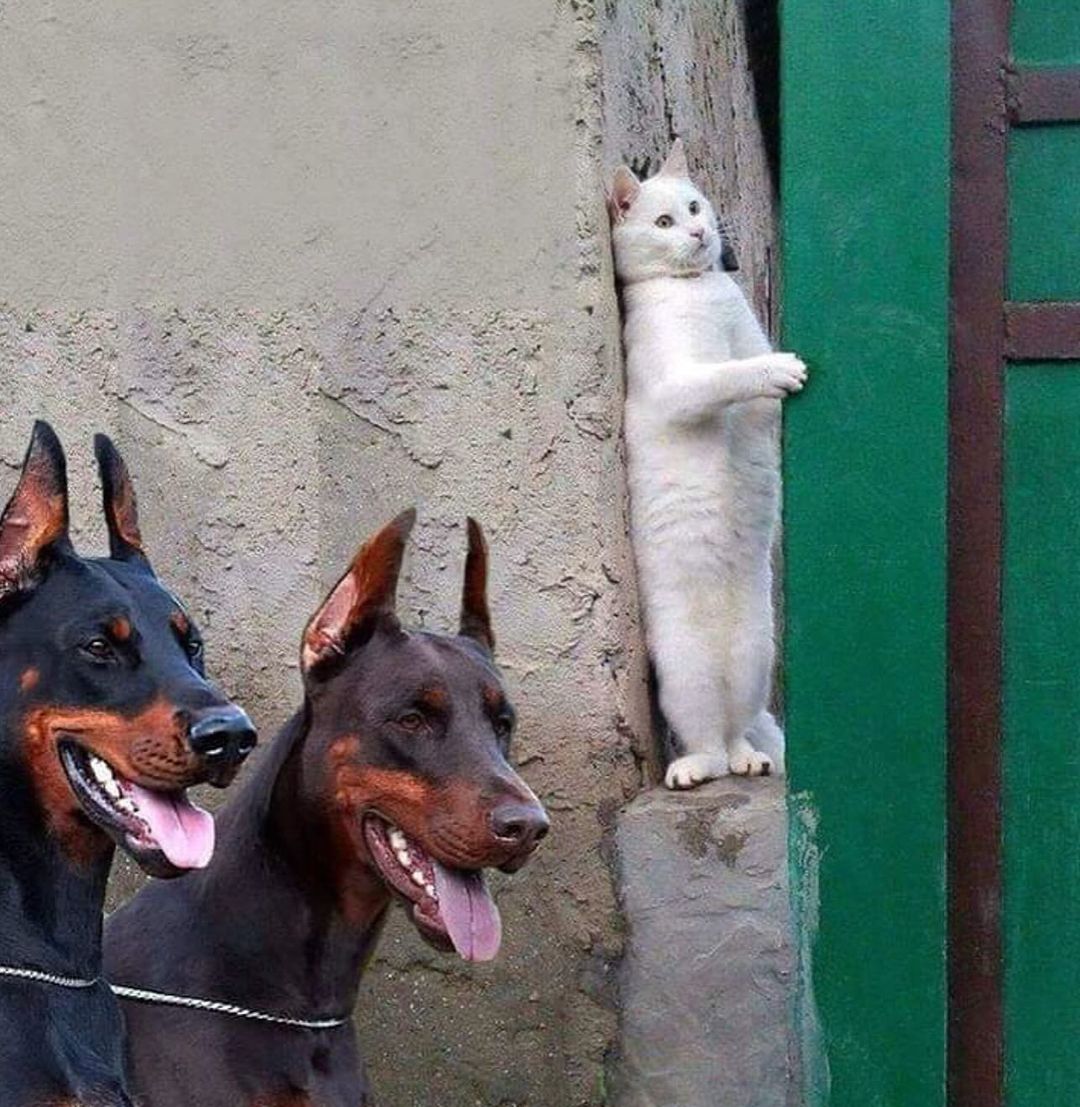 #صباح_الخير_والسعاده
Cat: one wrong move and l'm dead...😂😂
#بوح_آخر_الليل #حبيت_اقول #رساله_لنفسك #رساله_لمن_تحب #فضفضه #كلام_من_القلب #وين_حبيبك #وش_تفكر_به #يحدث_الآن #صباح_الخير_والسعاده_للجميع