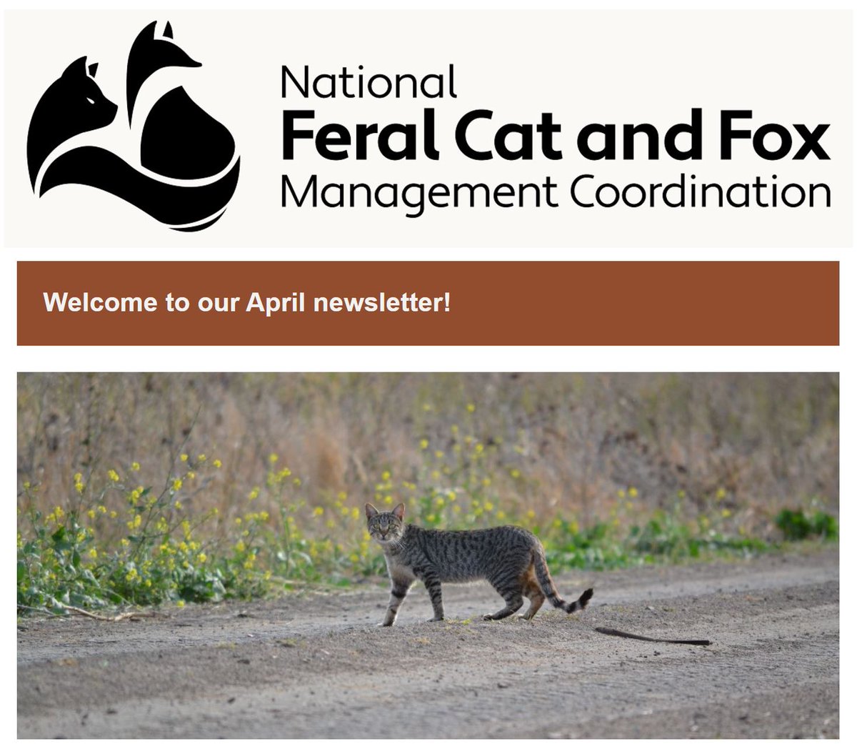 Pounce on our April issue for an in-depth look at the awesome Minjerribah (North Stradbroke Island) Fox and Cat Control Project. loom.ly/iqyhJbU