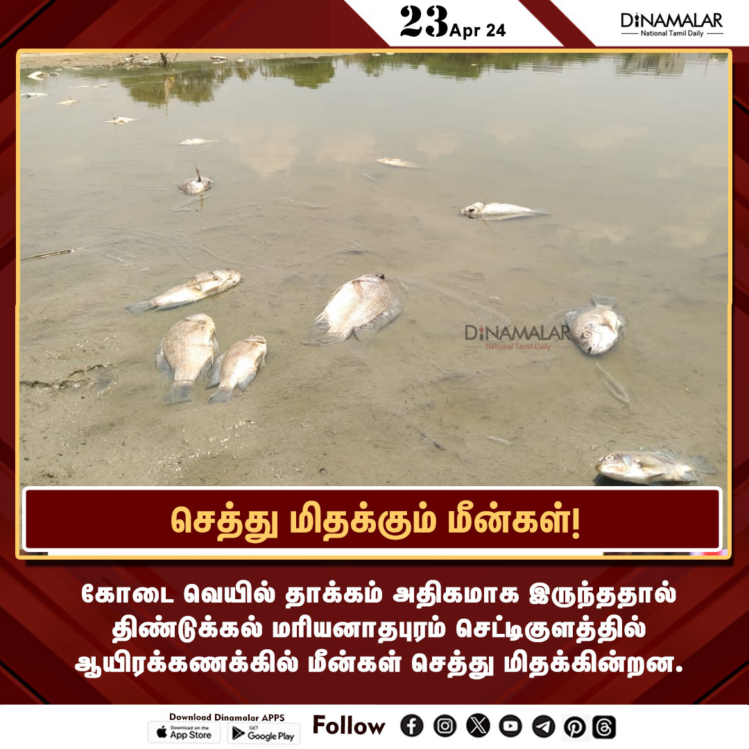 dinamalarweb's tweet photo. செத்து மிதக்கும் மீன்கள்!
#dindigul |#summer |#heatwave |#fishdead
https://t.co/y4W3uzOWeZ https://t.co/j9ZFLRB0Uw