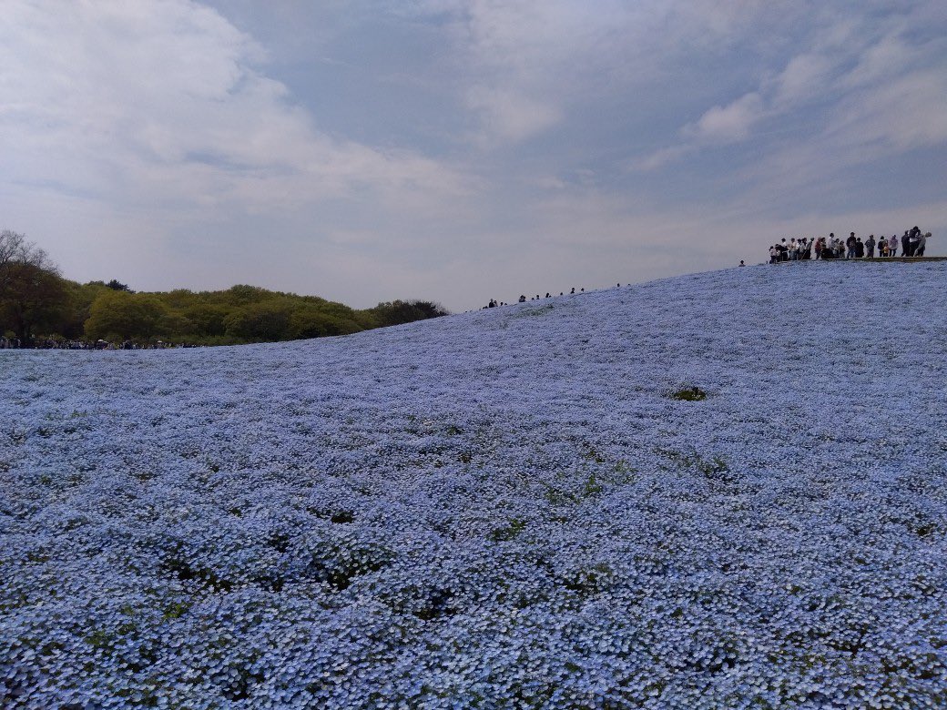 スタッフブログ更新しました✨ 国営ひたち海浜公園のネモフィラが見頃を迎えております👏 ぜひ、お早めにお出かけください‼️ hatobus.co.jp/blog/202404/83… #はとバス #ひたち海浜公園 #ネモフィラ #花旅 #ゴールデンウィーク