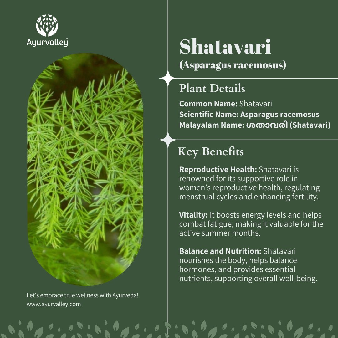 🌸 This week, we celebrate women's wellness with #Ayurveda, spotlighting Shatavari, the 'Queen of Herbs.' Support your health and vitality through summer with Shatavari’s nurturing power. #WomensHealth #ShatavariBenefits #AyurvalleyWellness