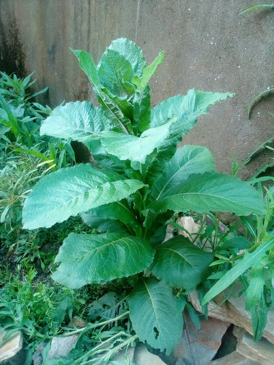 dufitalexis1's tweet photo. Are you there again Crop scientist!
What is the Common name of this plant?
How do you call it locallyπ!
Or
No idea of its name!π
Retweet and join me in comments section ππ
#weshare
#Plant #Challenge! https://t.co/f1nmxS7W1B