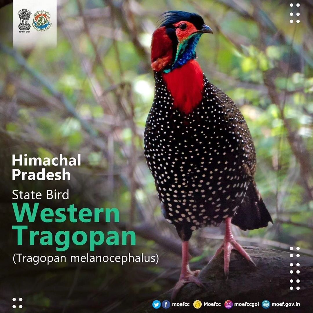 #ChooseLiFE #MissionLiFE @moefcc Himachal Pradesh state bird Western Tragopan ( Tragopan melanocephalus) @NWRailways