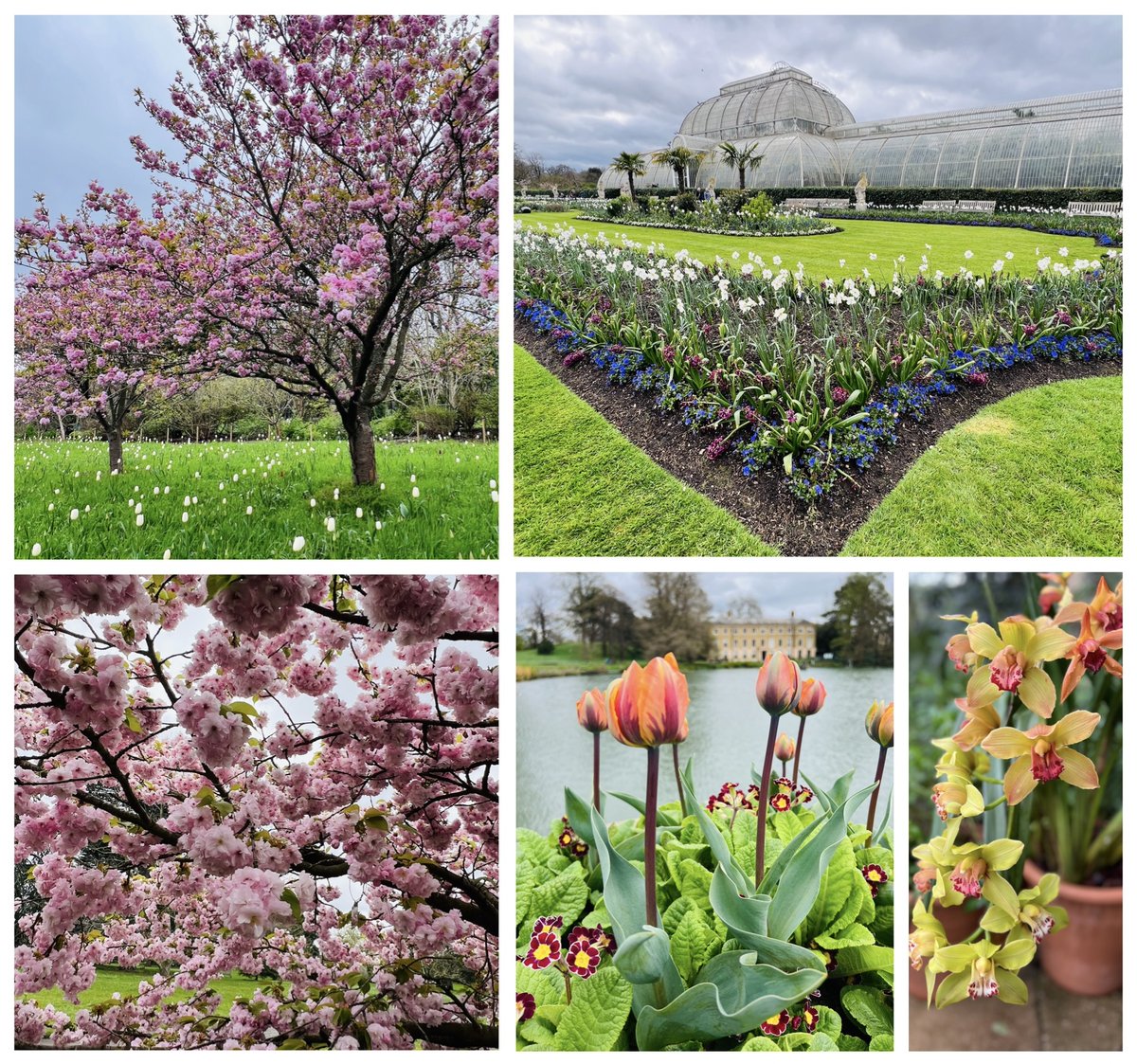 Kew Gardens bloom — Despite the gray skies and April Arctic blasts, flowers are blooming earlier than usual.  Add a tasty afternoon tea and you have the perfect day out @kewgardens @MaidsofHonour 
londonviasurrey.com/2024/04/kew-ga…