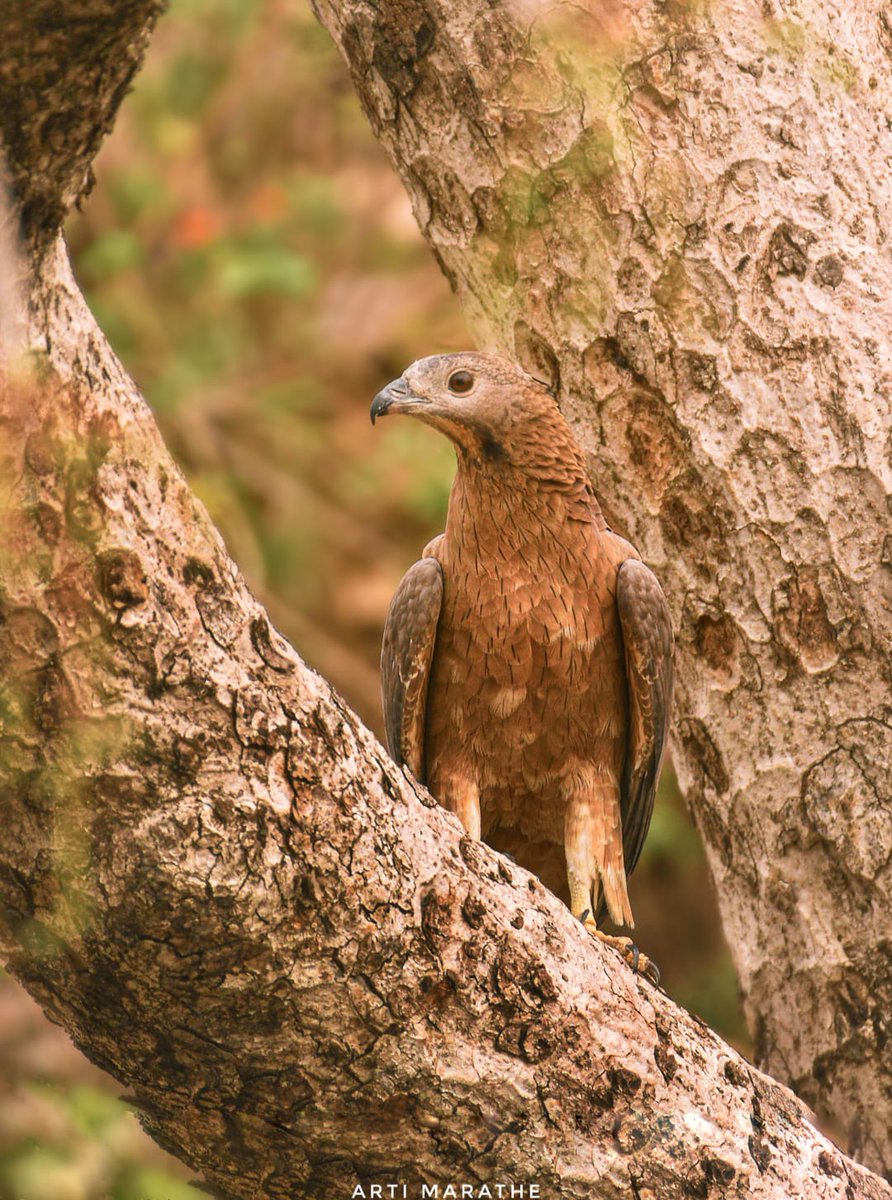 Oriental Honey Buzzard #indiaves #ThePhotoHour #natgeoindia #birdsofprey #Nikon #birdwatching #birdphotography #wildlifephotography #nature #birds