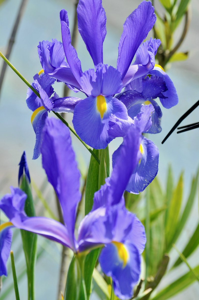 #TuesdayBlue Dutch Iris on the balcony! Have a fab Tuesday lovelies!! 🌿💙🌿💙🌿💙🌿💙🌿 #flowerreport #flowers #GardeningTwitter #Ancoats #flowerreport #iris #Manchester #blue #springbulbs #balcony #springwatch #GardeningTwitter #MyGarden