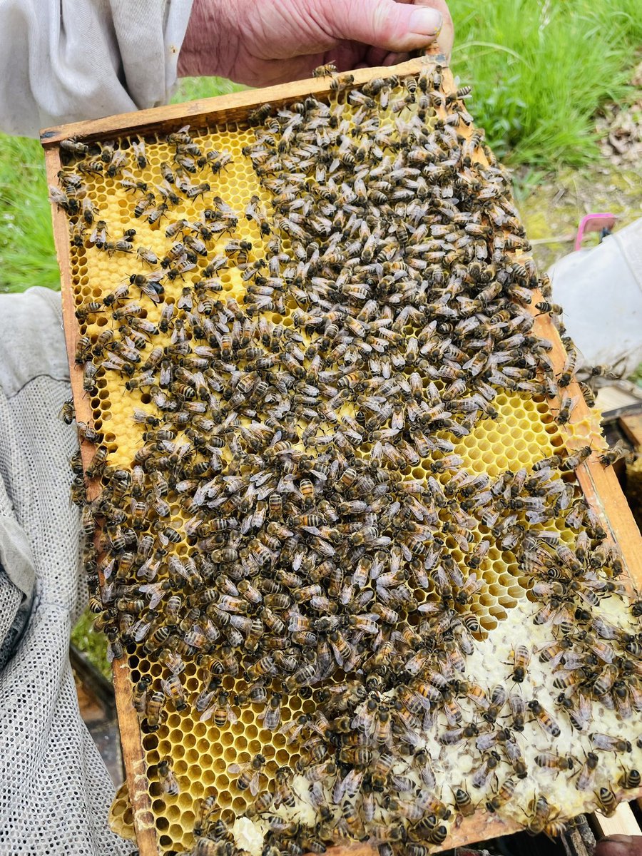 tonyrefailapiar's tweet photo. #apiary #beekeeping #beehives #savethebees #frames #naturephotography #bee #bees #agriculture #welshbeekeeper #localbusiness #honey #welshhoney #association #tonyrefail_apiary #purewelshhoney #raw
#hive #honeycombs #beeswax #queenbee #working #southwales
🐝🐝🐝🐝🐝🐝🍯🍯🍯🍯🍯 https://t.co/LhsQCJ7pAH