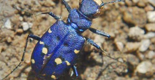 Cicindela campestris saphyrina, il coleottero azzurro sardo, raro e unico al mondo, vive solo in Sardegna.