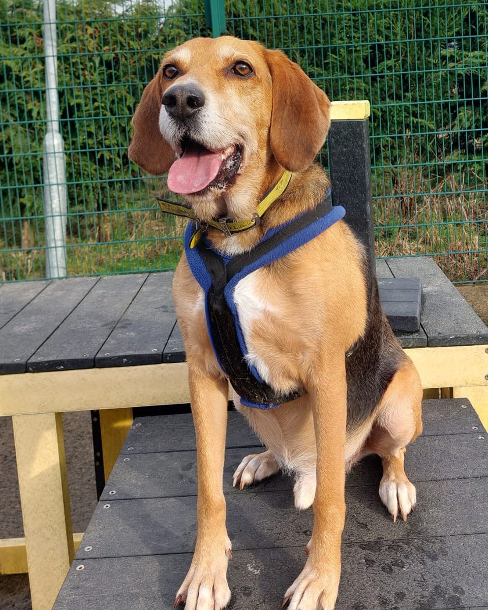 Our dogs are feeling TONGUEtastic today because it's #TongueOutTuesday! 😛 Looking to adopt one of our AMAZING #RescueDogs? Go here👉 bit.ly/DTLEEDS #RescueDogs #AdoptDontShop #Leeds #TongueOut #HappyDogs #Foxhound #Rottweiler #Staffy #PolishHound @DogsTrust