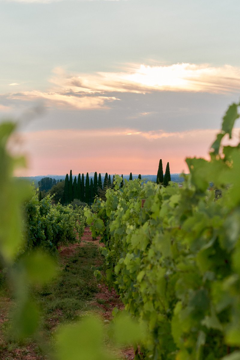 🍷 Côtes de Provence has earned a second Geographical Indication, following Cognac, in the Philippines.

Cheers to the exceptional and excellent quality of 🇫🇷 spirits!

#MakeItIconic #TasteFrance