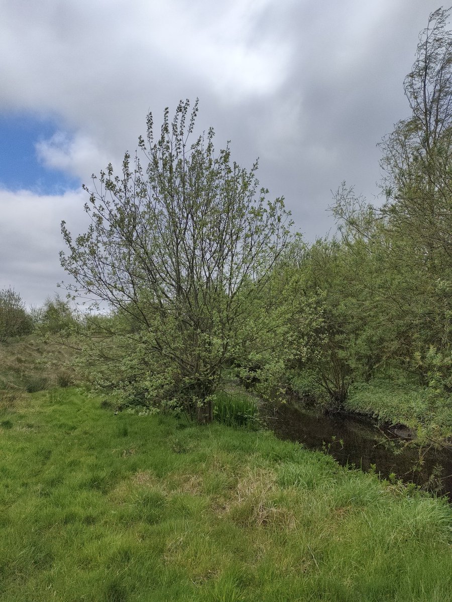 A beautiful Willow just resting by a little river in east Belfast. In the Celtic Lunar 🌙 calender we are not long out of the month of Willow (a little different from the Graves one as it starts with Samhain which makes much more sense as that's when the New Year began). In…