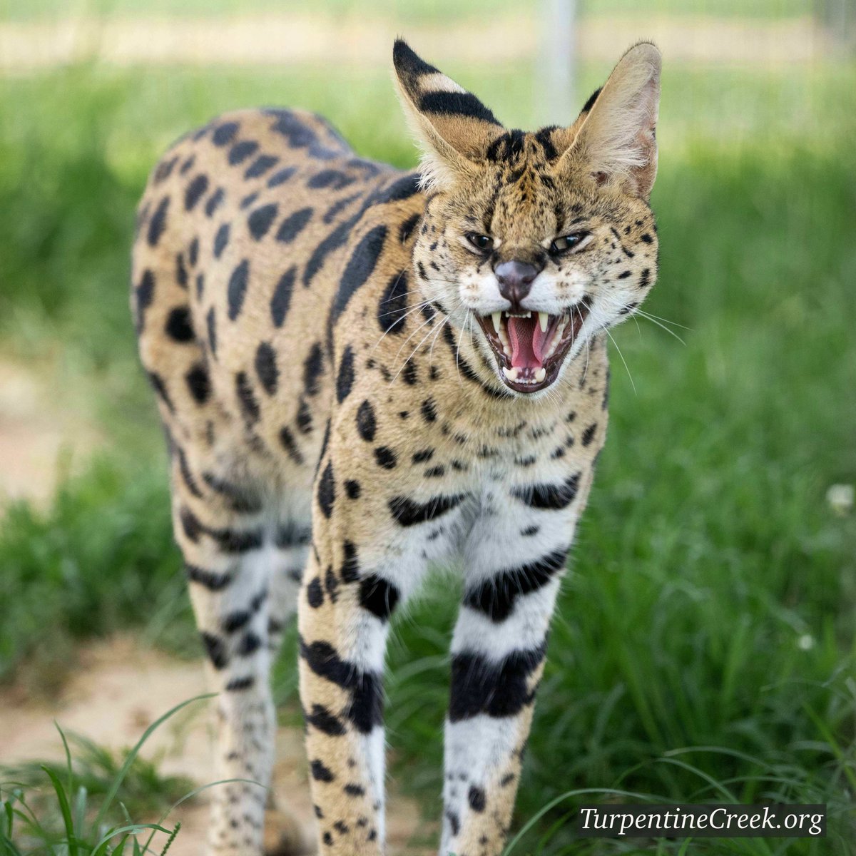 GOOD MORNING!  Hunter Serval likes to chat and call out to any of his neighbors or keepers that will listen to him, likes to take naps in the shady areas of his habitat, will occasionally be caught playing with some of his boomer ball toys.

#serval #TCWR #TurpentineCreek #GFAS