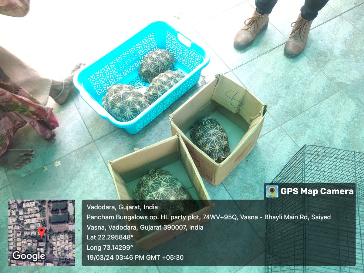 Committed to end wildlife crime! On intelligence inputs of WCCB, 5 Nos. of Live Indian Star #Tortoises and 5 Nos. Live Rose Ringed #Parakeets were seized in joint #operation conducted by #WCCB and Gujarat #Forest Department at Vasna, #Vadodara, Gujarat on 19-03-2024.