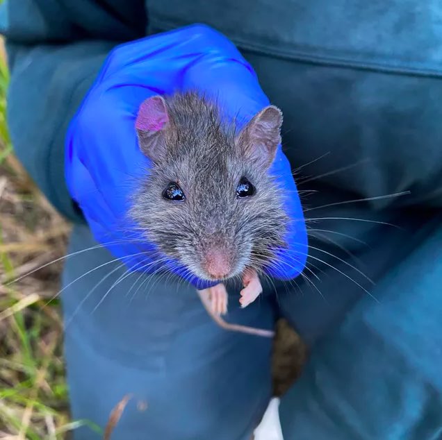 A very exciting find! 🐭 An #endangered native rodent, the Hastings River mouse (Pseudomys oralis), was recently captured by @unisqaus PhD student Abby during a small #mammal survey