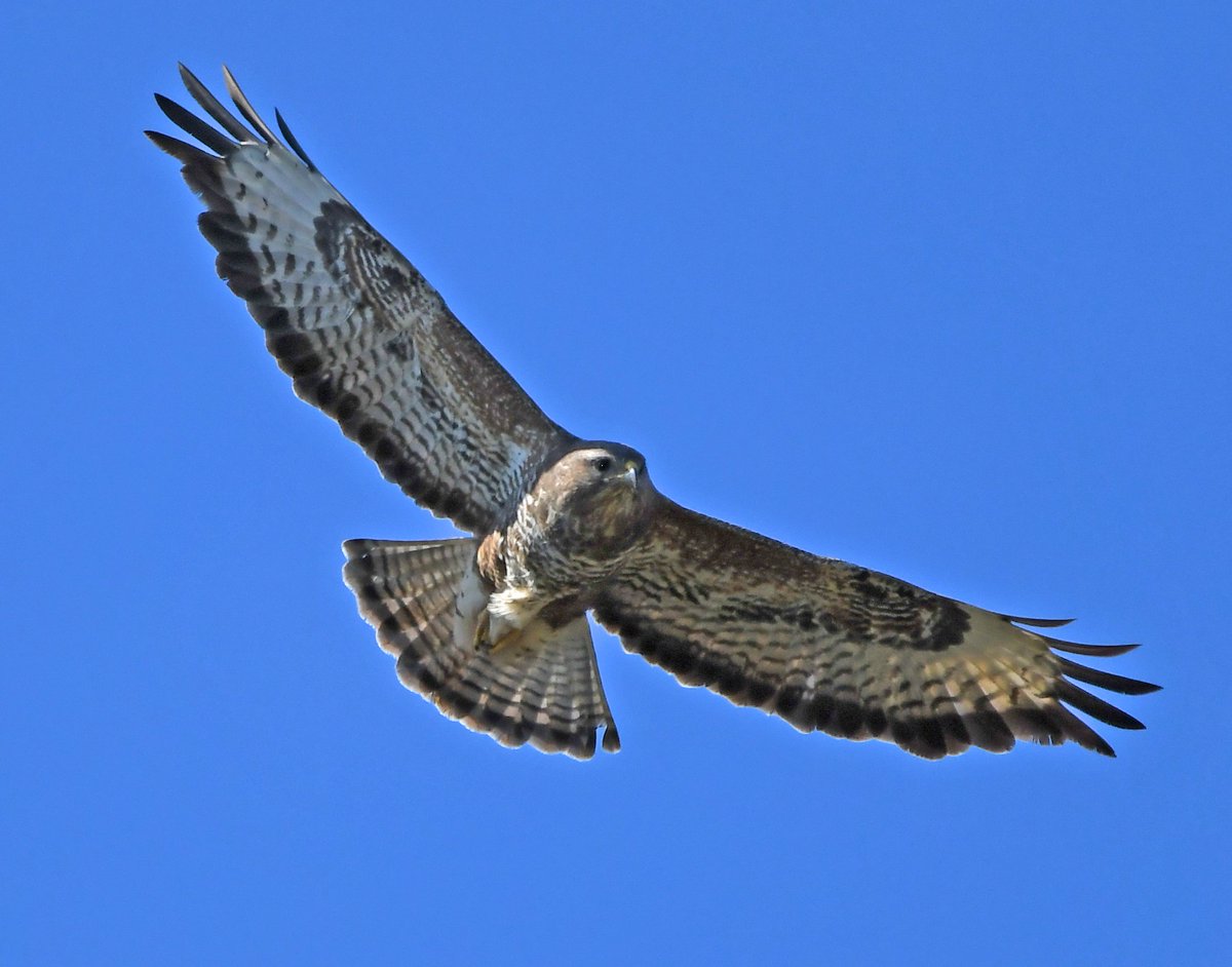 @GweebarraG Clamhán - Common Buzzards were shot to extinction in Ireland by the early 20th century but since the 1930s they have recolonised Ireland without human intervention & are now widespread again. #Buteobuteo #Natura2000