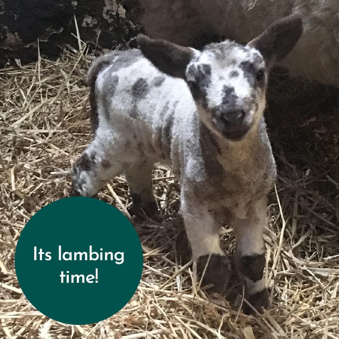 rhetperth's tweet photo. Every day this week at 11am is your classes chance to meet the lambs online from the comfort of your own classroom - get signed up for free!!

https://t.co/1K5MVePOOh https://t.co/6rYgijkRcC