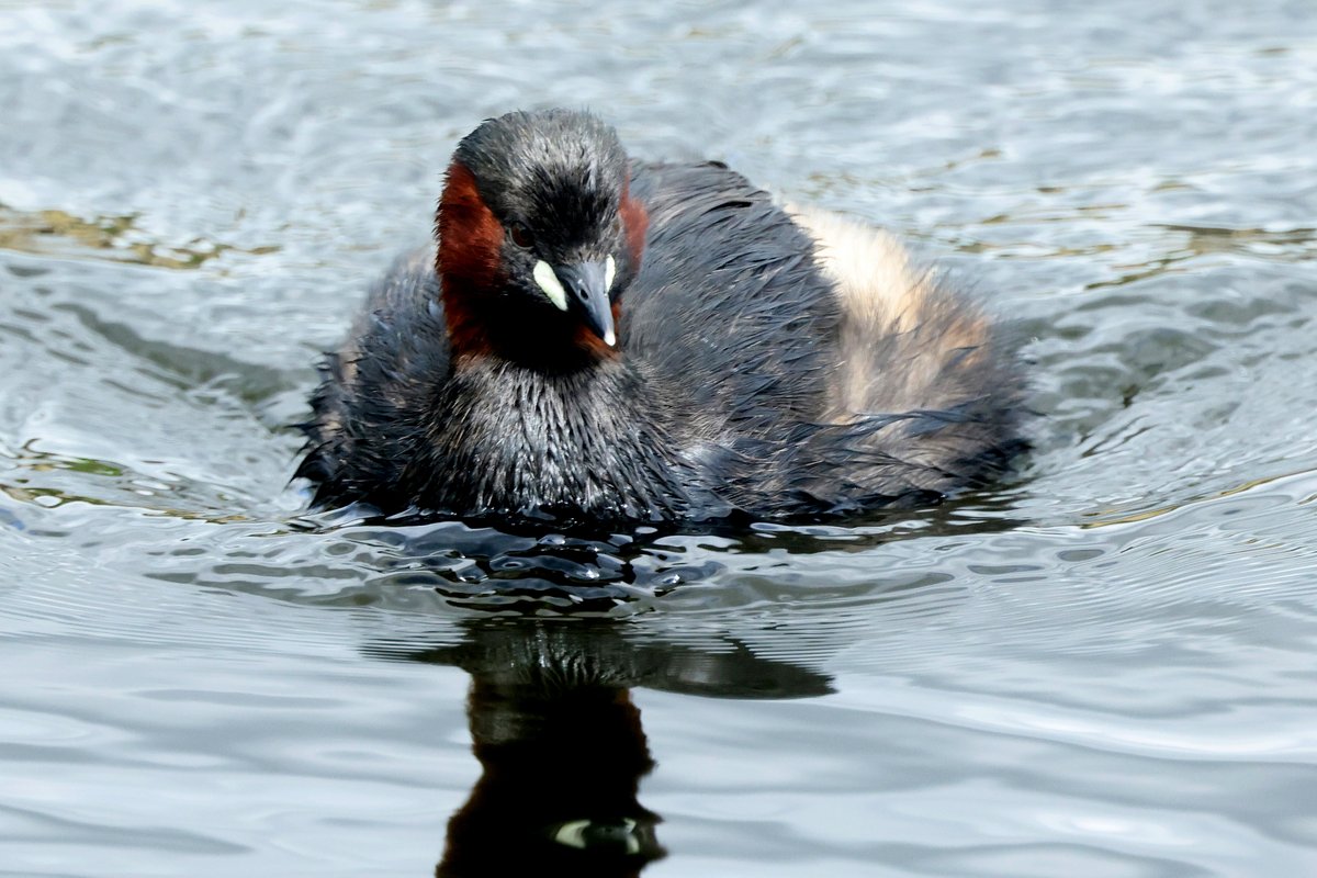 This Little Grebe was quite inquisitive.