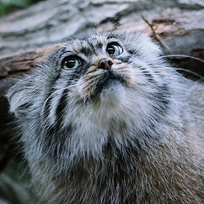 Happy International Pallas Cat Day 2024 - Here is Polly