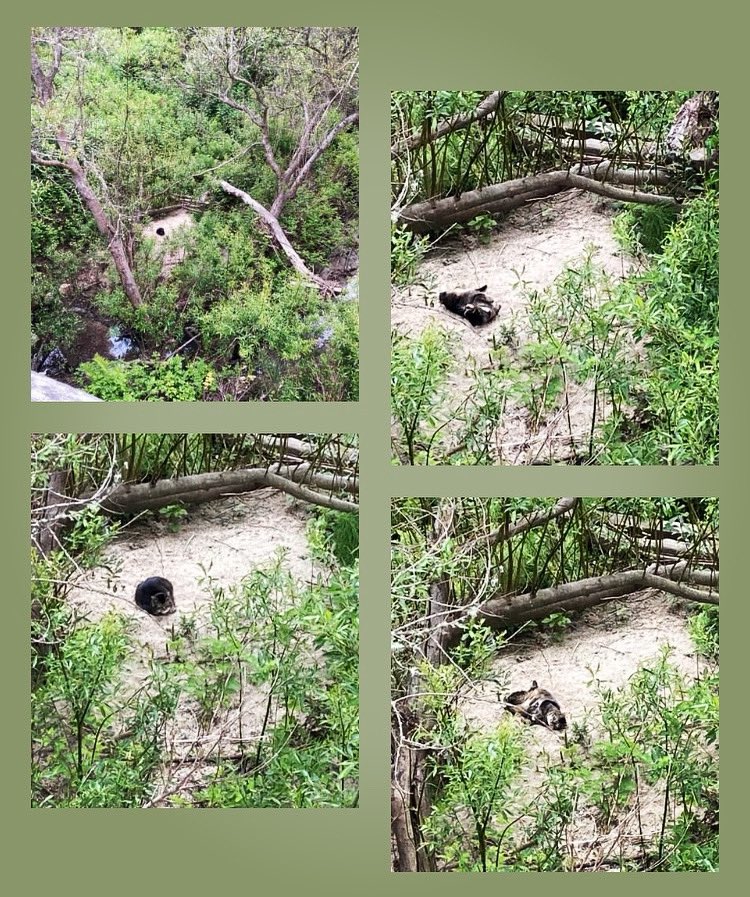 Turns out that small dark object I spotted adjacent to Pilarcitos Creek is a cat! 🐈‍⬛♥️ #pilarcitoscreek #halfmoonbay #creeksidekitty