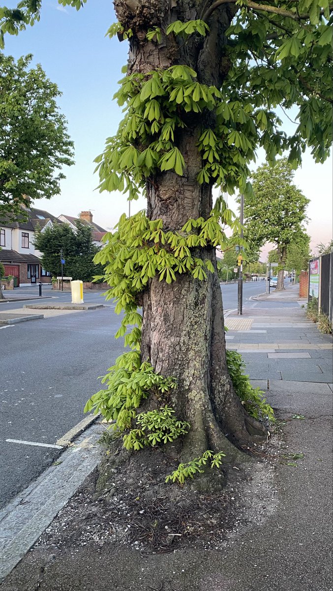 Leafy suburbs 🌳 #Trees #ThickTrunkTuesday #NewEltham #London
