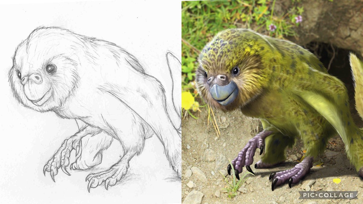 Kakapo dragon. Sketch vs Final.