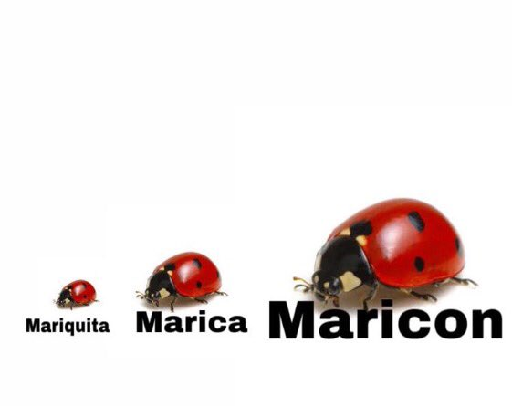 GatitoJoseos's tweet image. 