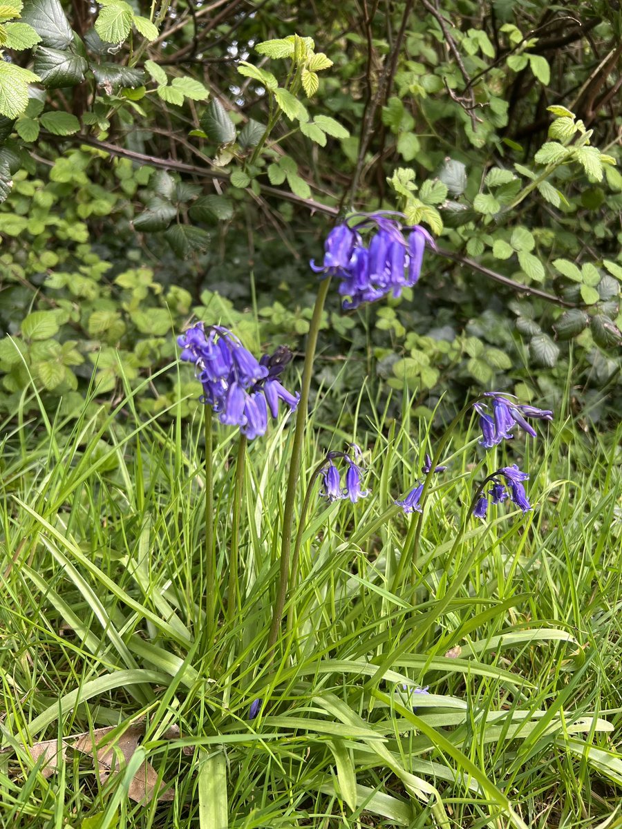Morning All I love BlueBells bit of a rubbish photo but Good Morning ☀️ anyway