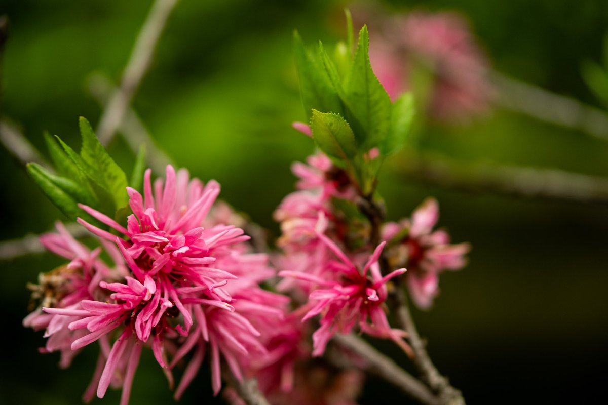 チクチクした花

#xt30 #fujifilm_xseries 
#花写真 #キリトリセカイ
#TLを花でいっぱいにしょう 
#写真好きな人と繫がりたい 
#ファインダー越しの私の世界
#flowers