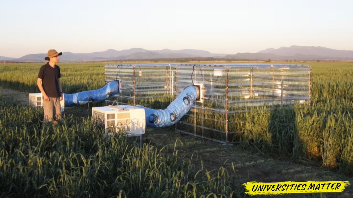 .@Sydney_Uni researchers tested wheat in heat carbon-intense conditions replicating future climate change and found that many common varieties produce fewer grains. #UniversitiesMatter Efforts are now being made to develop more heat tolerant varieties from high…