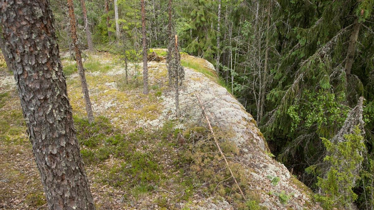 Osa talousmetsistä jää vuosikymmeniksi käsittelyn ulkopuolelle ‒ millainen merkitys sillä on metsien monimuotoisuudelle? maaseuduntulevaisuus.fi/metsa/dfa35466…