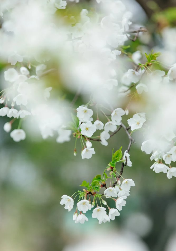 Beautiful flowers.🌸🌿
#HappyTuesday
#NaturePhotography