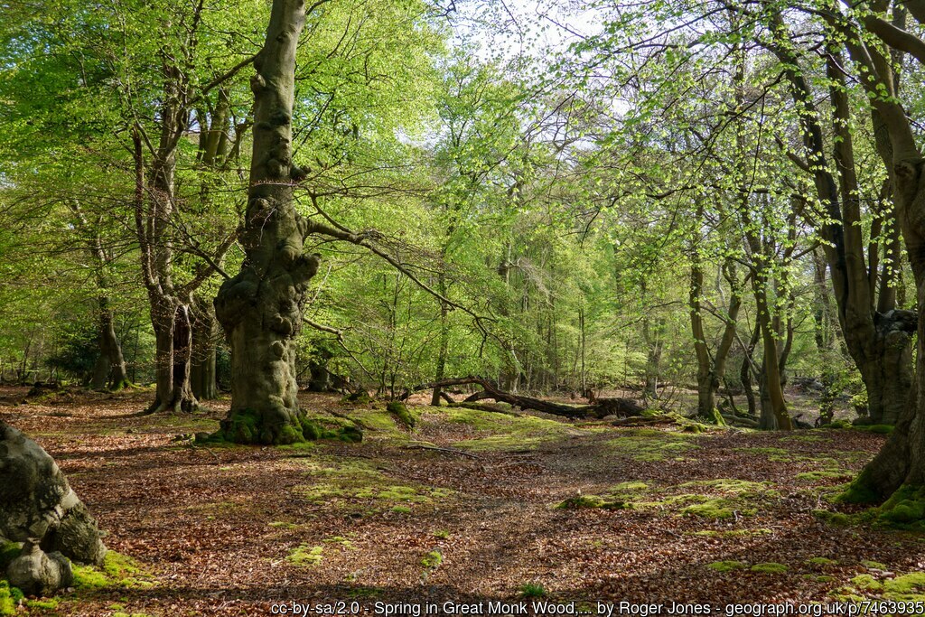 Picture of the Day from #Essex last April #EppingForest #woodland #spring geograph.org.uk/p/7463935 by Roger Jones