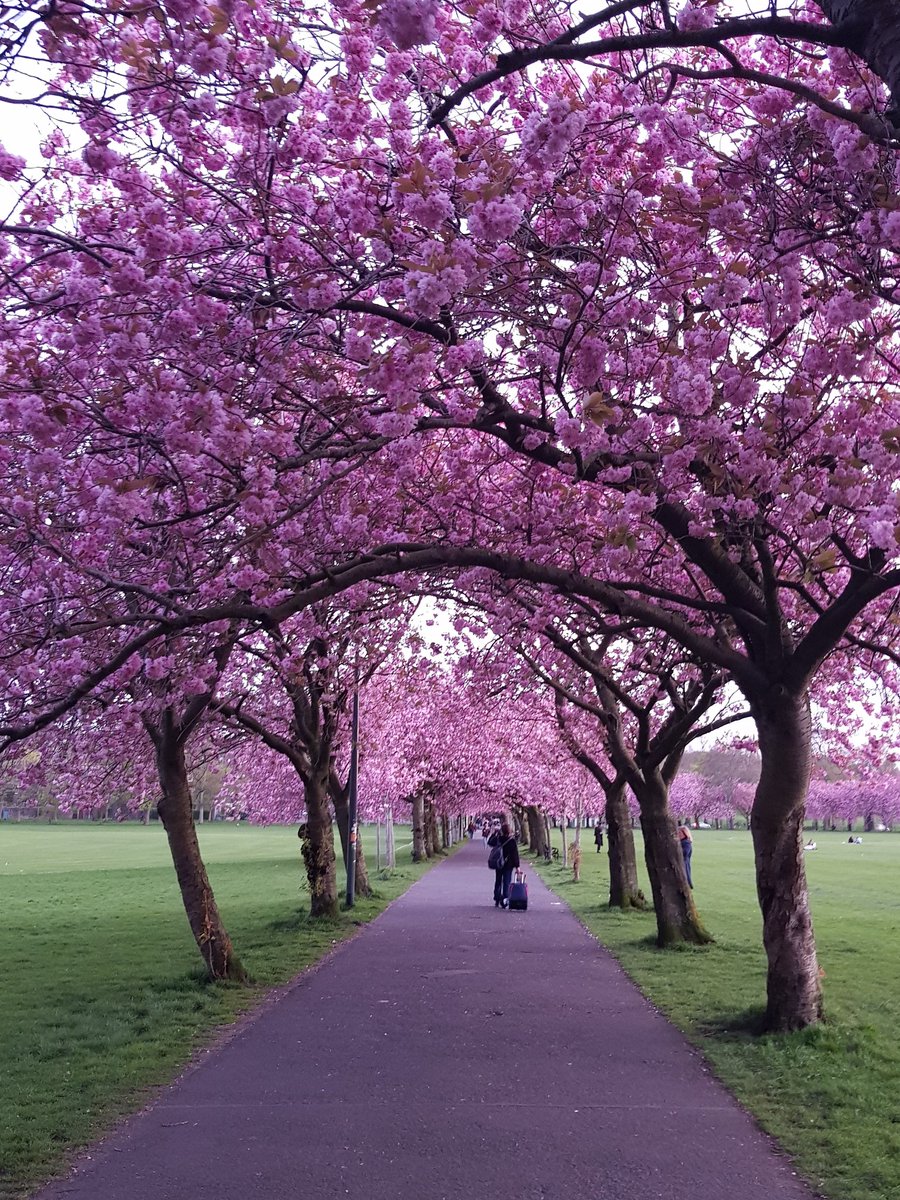 Edinburgh weather cooperating for our @africanstudies @ceseredinburgh conference on security in Africa (starting today!). Suggest attendees find time to take 2 min walk south of conference venue to see stunning Meadows in full bloom.