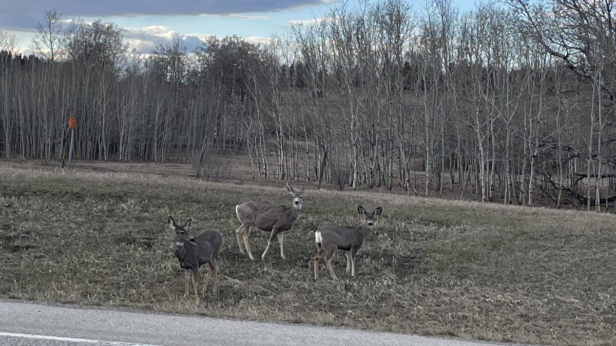 karlengver's tweet photo. 🦌 https://t.co/U0gc86uoSd