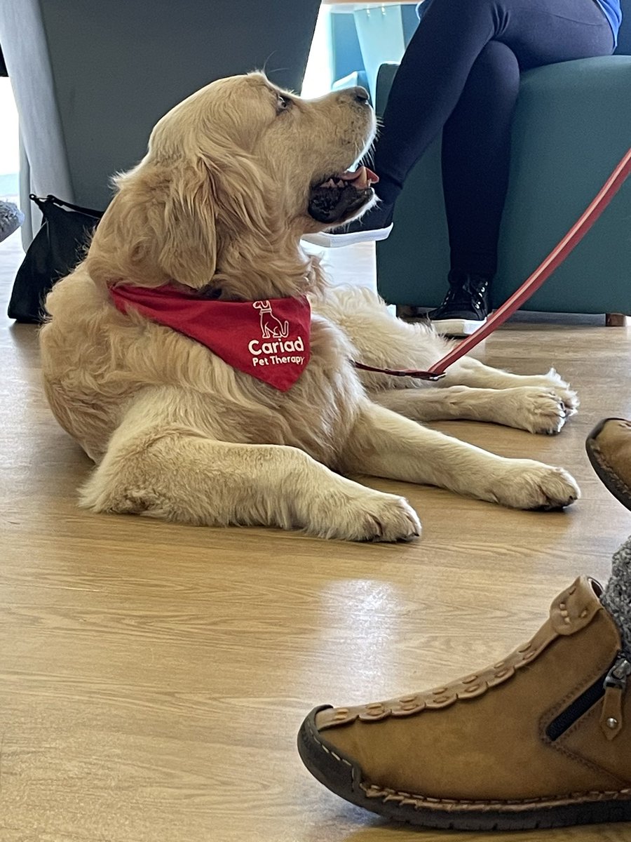 Yesterday afternoon we had a visitor from Linda & Woody 🐾 We love them brightening up our day 🤩 @CariadPet @HywelDdaHB