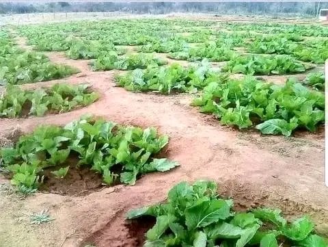 WHAT IS BASIN IRRIGATION ? 

In basin irrigation, crops are planted in basin-like structures in a field. The irrigation water  is usually manually applied to plants either using a water pump or cans.

These basins help to accommodate and reserve enough water  for growing plants.
