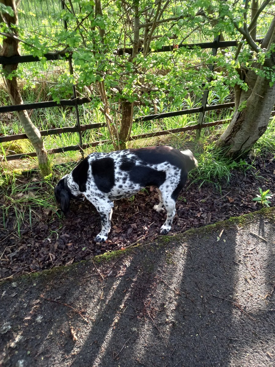 SpanielStory's tweet photo. Hi #pawpals I had a bath and haircut at the groomers @PetsatHome yesterday. I was very nervous walking through the store and had my eyes on the door. They said I was a very good boy! I even got a new name tag #free Here I am on morning walkies https://t.co/SZh7UE3jGF