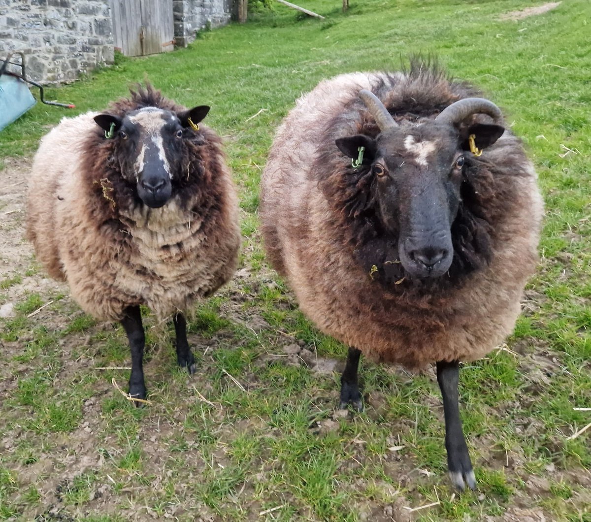 Smout and Ellie have to stay with the old girls until after shearing in June. Ellie has an absolutely humongous fleece and a tendency to roll on her back and get stuck so I need her where I can keep a close eye on her

#animalsanctuary #sheep365 

woollypatchworksheepsanctuary.uk