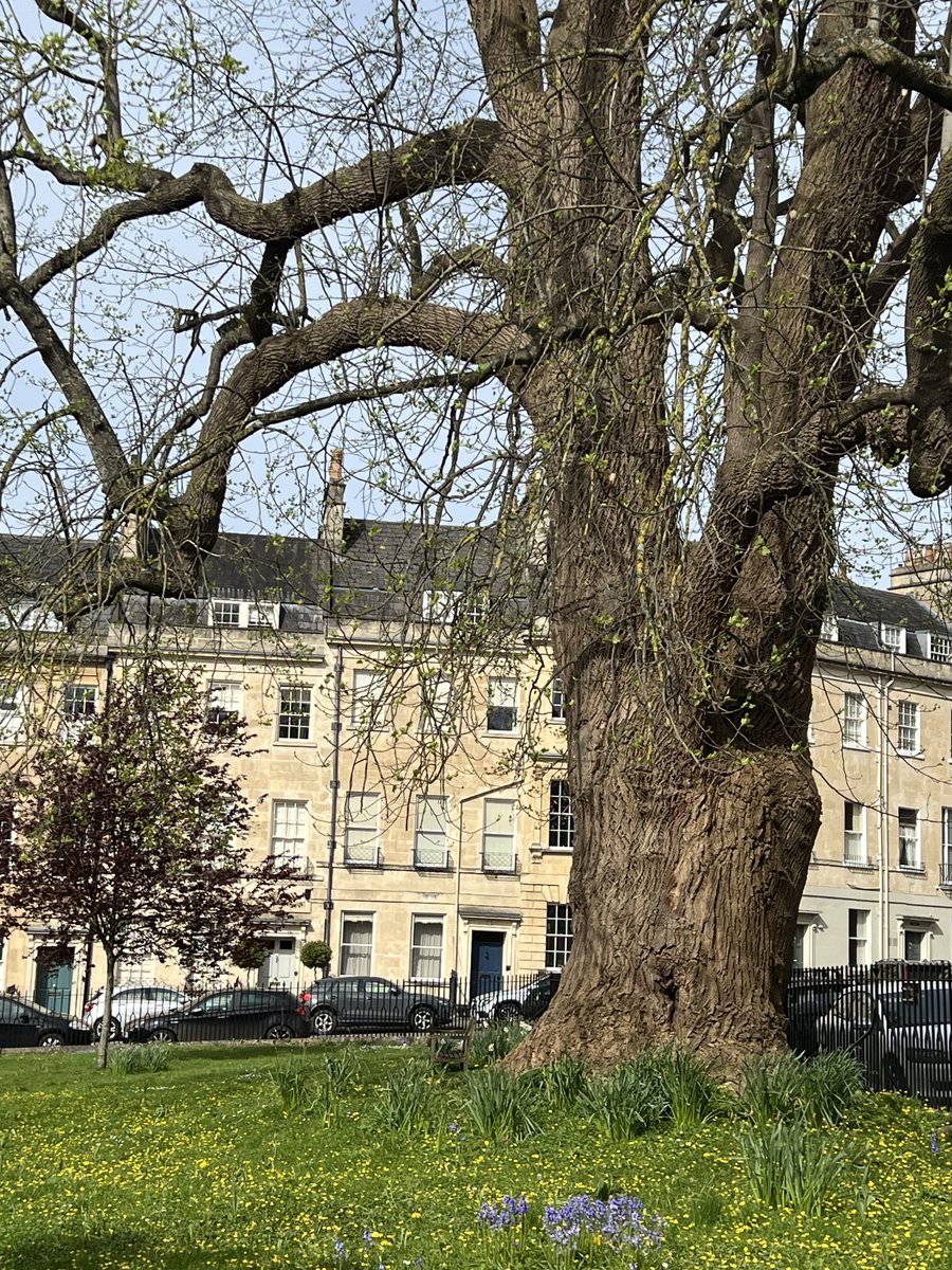 TiCL (NO to a blue tick) tweet media